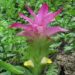 curcuma aromatika wikiepdia
