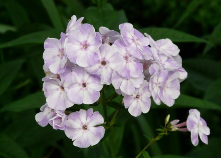 floxy