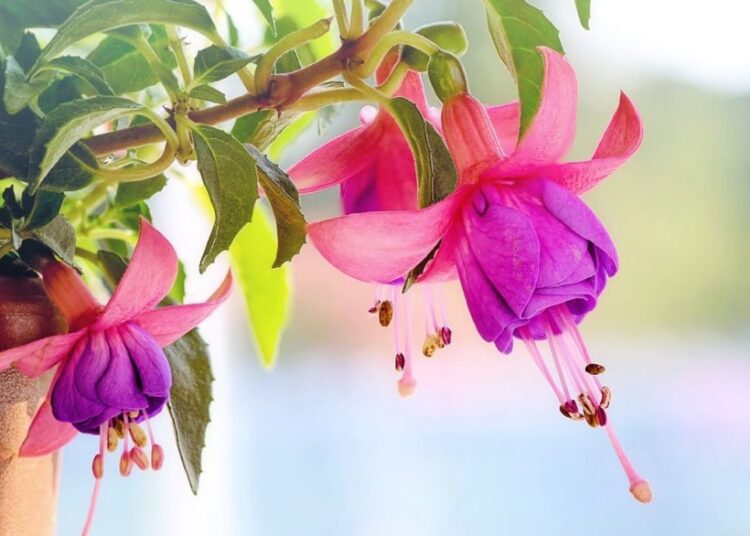 fuchsia