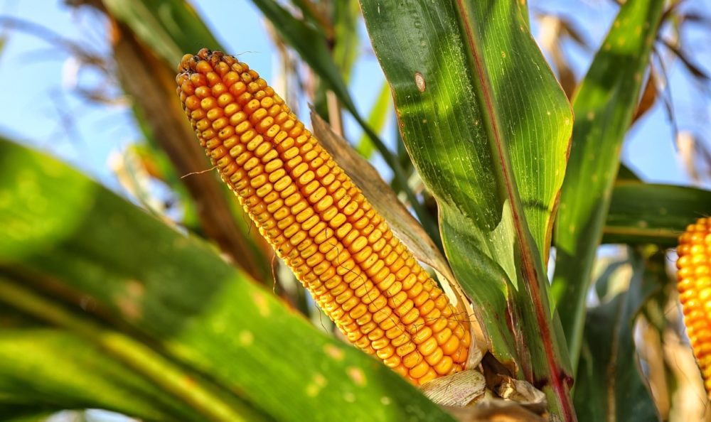 Na co je zdravá kukuřice?