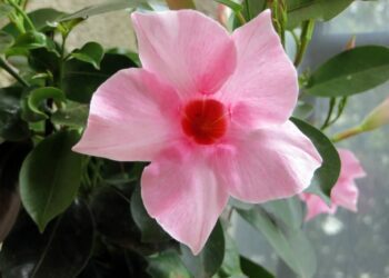 mandevilla