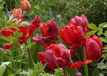 tulipány papouščí