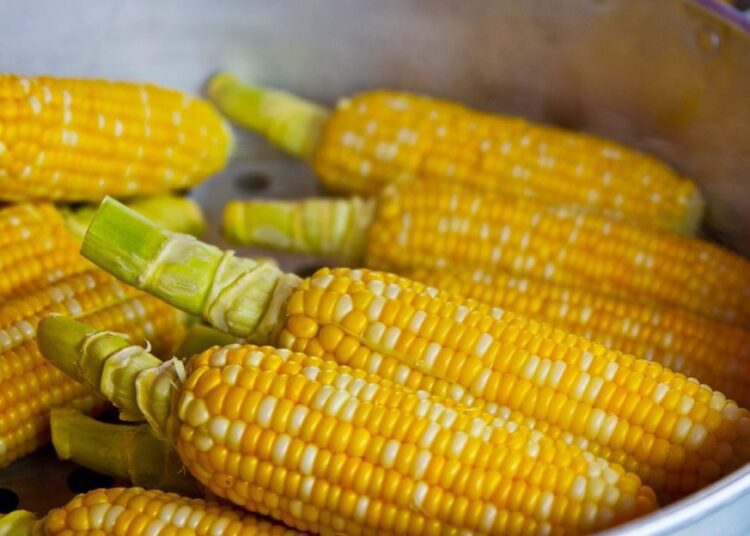 vařit kukuřici