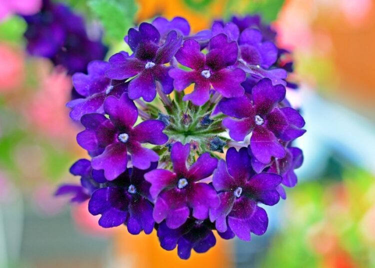 verbena