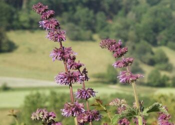 800px Salvia verticillata 240606