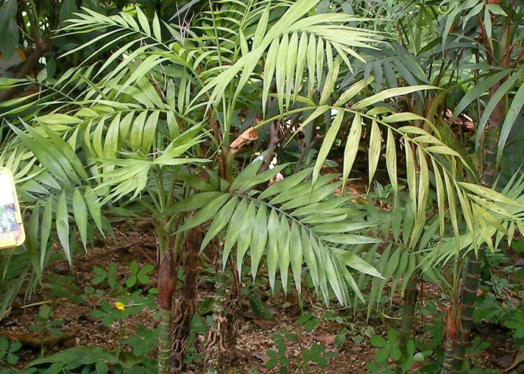 Chamaedorea elegans wikiepdia