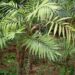 Chamaedorea elegans wikiepdia