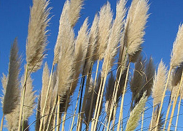 Kortaderie dvoudomá wikipedia