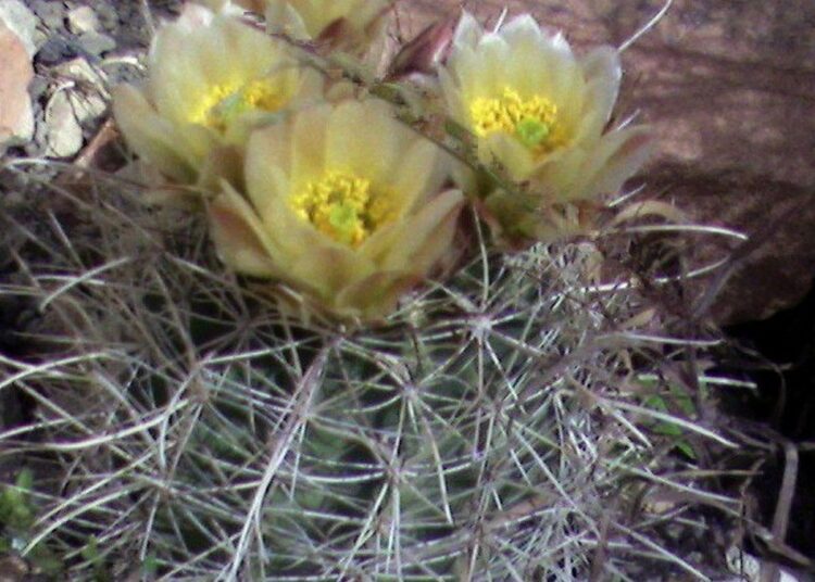 Sclerocactuswikipedia