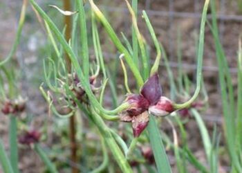 cibule prorůstavá wikipedia