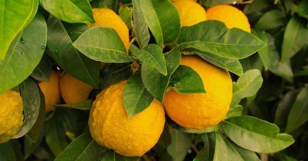 citrony 1 - Jak úspěšně pěstovat citrusy v bytě