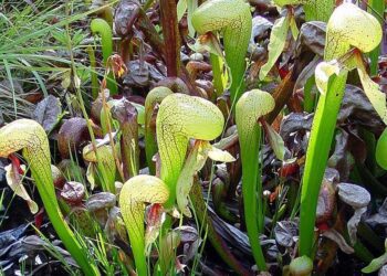 darlingtonie wikiepdia t