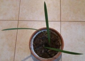 datlová palma 1 - Jak si vypěstovat datlovou palmu z pecky