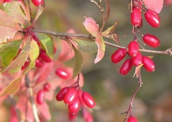 dřišťál obecný wikipedia