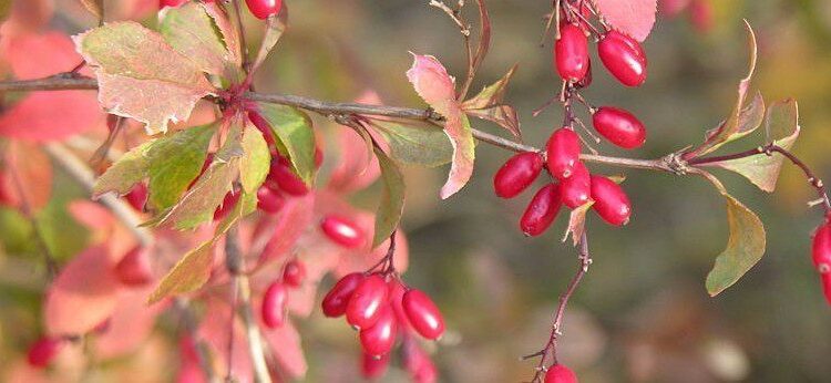 dřišťál obecný wikipedia