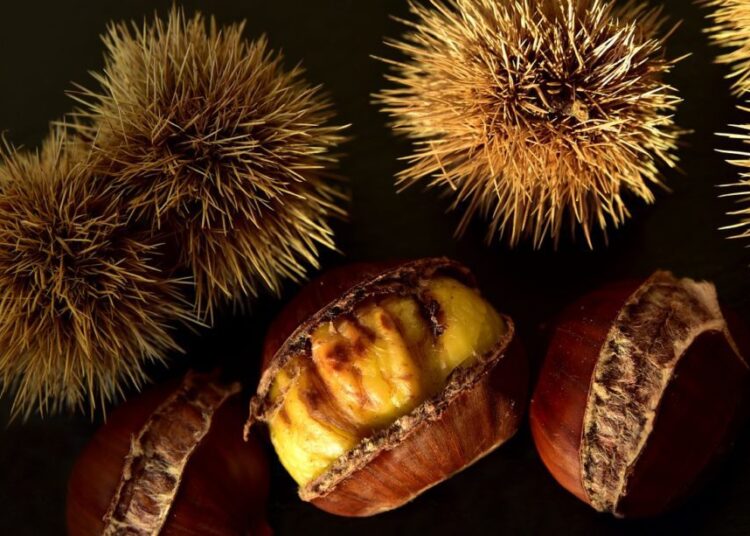 jedlé kaštany plod