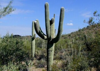 kaktus saguaro t