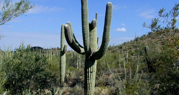 kaktus saguaro t