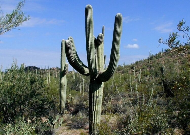 kaktus saguaro t