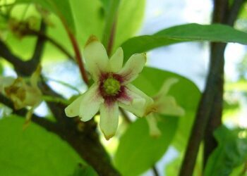 klanopraška wikiepdia