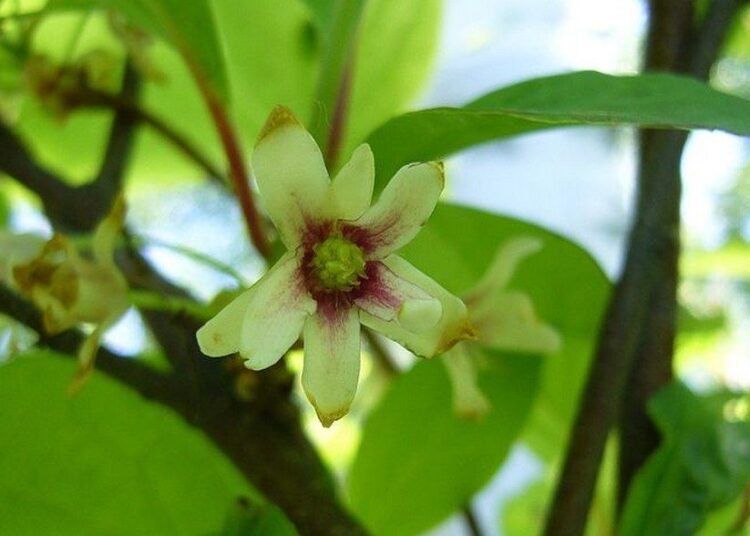 klanopraška wikiepdia