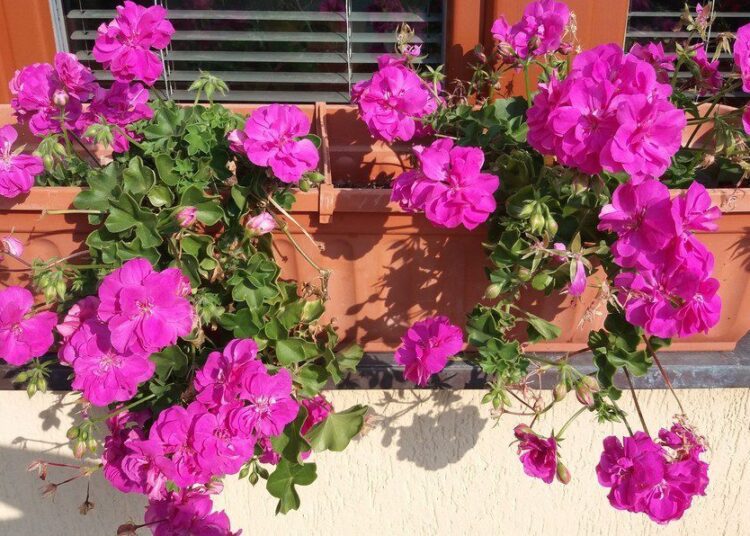 Jak zazimovat muškáty a vyplatí se to vůbec?