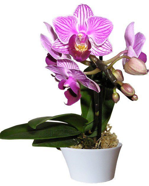 orchid - Jak na podzim pečovat o orchideje?