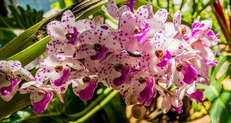 orchidej t