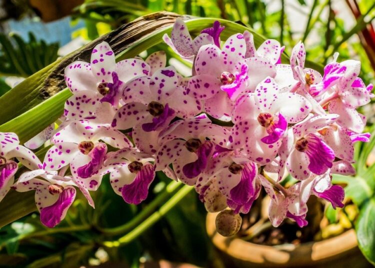 orchidej t