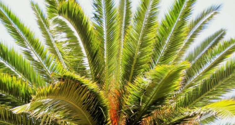 palma datlomá t 750x400 - Jak si vypěstovat datlovou palmu z pecky