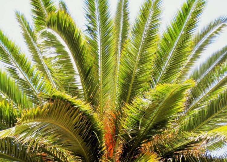 Jak si vypěstovat datlovou palmu z pecky