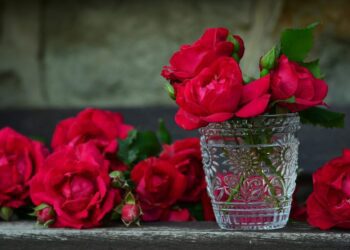 růže ve váze