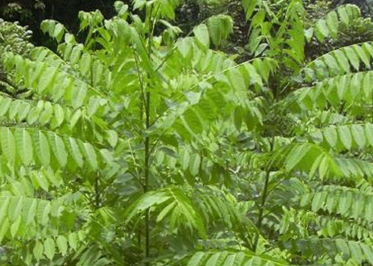 esnekovník wikipedia