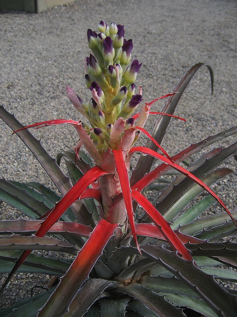 Bromélie Bromelia laciniosa