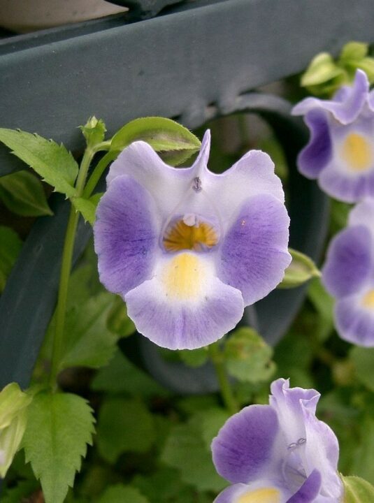 Torénie Torenia