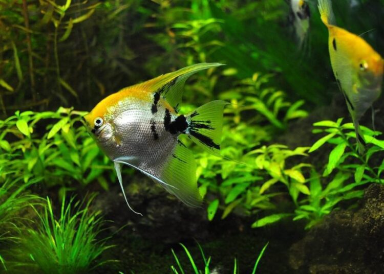 akvarijní rostlina t