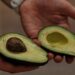 avokádo t