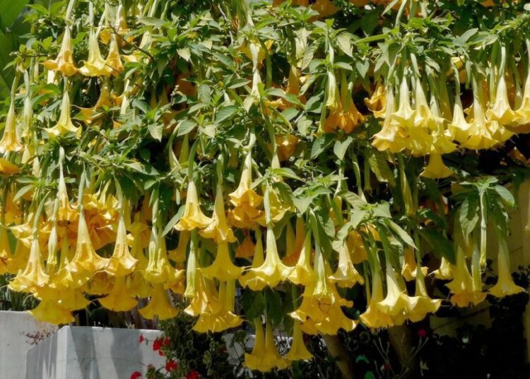 brugmansia t