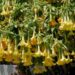 brugmansia t