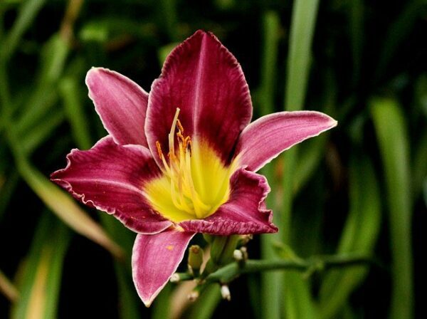 denivka hemerocallis