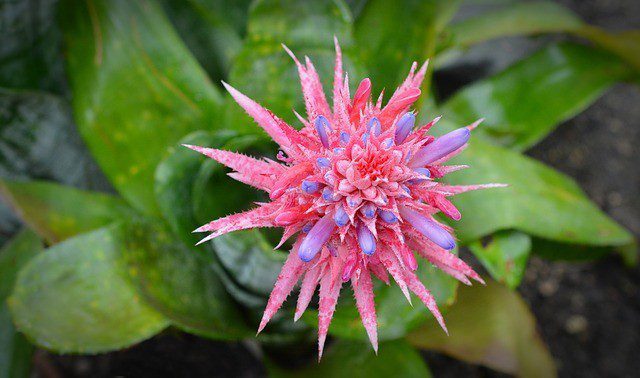 echmea pruhovaná aechmea fasciata