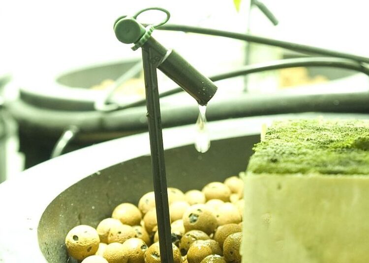 kapková závlaha wikipedie