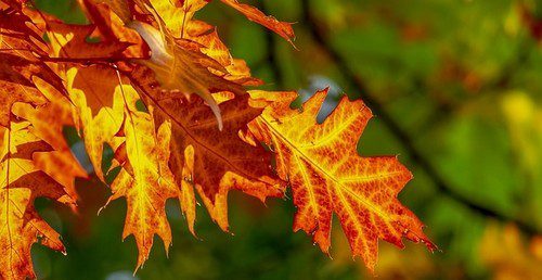 listí - Proč na podzim listy mění barvu?