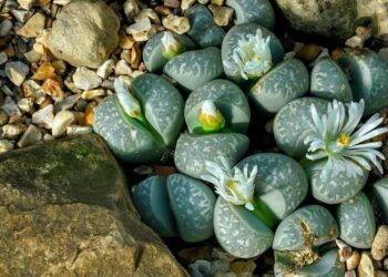 lithops t
