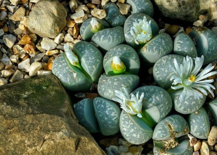 lithops t