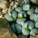 lithops t