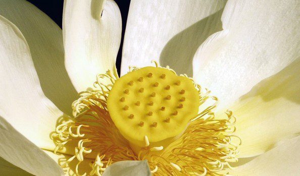 lotos 1 - Zajímavá historie lotosu. Lotosový květ nabízí pestrou škálu barev.