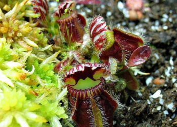 láčkovice t wikipedia