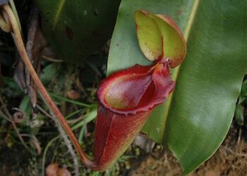 láčkovka t wikipedie