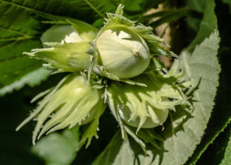 lískové oříšky t